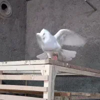 کبوتر تزیینی طوقی ابی