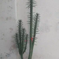 گل کاکتوس