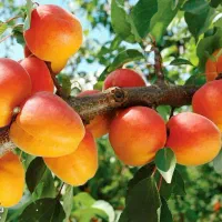 تولید و فروش نهال زردآلو عسگراباد