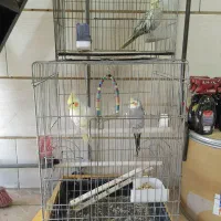 (عروس هلندی) (فنچ)|پرنده|قزوین, |دیوار