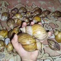 حلزون افریقایی و ترمیم کننده|خزنده|تهران, یافتآباد|دیوار