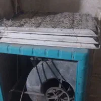 کولرابی کاملا سالم