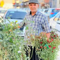 همه نوع گل و نهال درخت|خدمات باغبانی و درختکاری|سرپل ذهاب, |دیوار