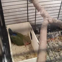 طوطی برزیلی