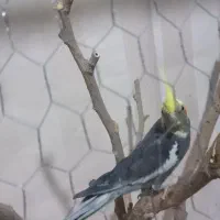 جفت عروس هلندی روی تخم|پرنده|کرمان, |دیوار