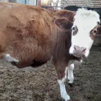 فروش تلیسه شکم اول|حیوانات مزرعه|میاندوآب, |دیوار