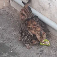 گربه آشرا|گربه|احمدآبادمستوفی, |دیوار