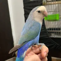 طوطی کوتوله برزیلی|پرنده|ساری, |دیوار