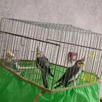 عروس هلندی