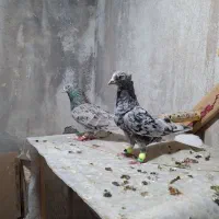 کبوتر دم سفید و ساده