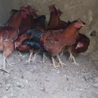 خروس محلی|حیوانات مزرعه|کلیائی, |دیوار