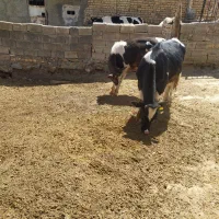 فروش دو راس گوساله ماده یکساله