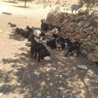 ۳۰راس گهر ای نر و ماده