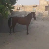 فروش  فوری اسب