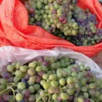 ابغوره  ارگانیک انگور کوهی شرابی|خوردنی و آشامیدنی|تهران, شادآباد|دیوار