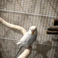 مرغ عشق