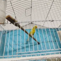 دو تا قناری برفکی و زرد بخون نهبندان