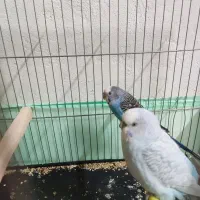 عروس مرغ عشق|پرنده|گلستان (تهران), |دیوار