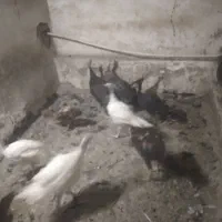 بقلمون