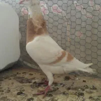 سرور . پلاکی . جوجه