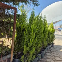 درخت سرو لاوسون *گلخانه من*|گل و گیاه طبیعی|بیرجند, |دیوار