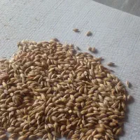 خریدار جو خارجی و ایرانی