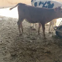 گاو گوساله ماده قرمز