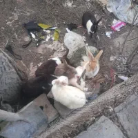 خرگوش