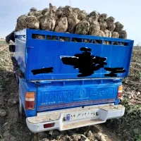 چغندر قندجوین تحویل دامداری