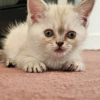 گربه میکس پرشین اسکاتیش