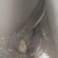 عروس هلندی سخنگو مولد