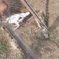 جوجه مرغ کورچ شو تخم گزار فروشی5عدد