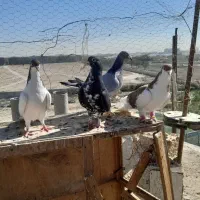 کبوتر زدخوردی تیپگرد|پرنده|تهران, بهارستان|دیوار