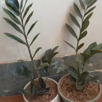 گل اپارتمانی|گل و گیاه طبیعی|آبدانان, |دیوار