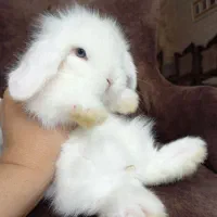 خرگوش مینی لوپ ترکیش + بسته غذا|موش و خرگوش|کرج, کوی زنبق|دیوار