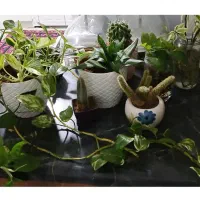 گلهای خانگی