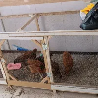 مرغ و خروس خانگی|حیوانات مزرعه|مشهد, شهید قربانی|دیوار