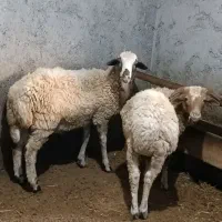 گوسفند