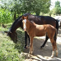 فروش مادیان خیلی نجیب آرام