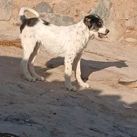 تولهسگ|سگ|زنجان, |دیوار