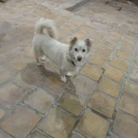 سگ پامر