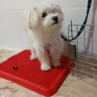 سگ خانگی نژاد اشپیتز