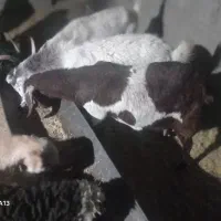 بزسانن‌. ‌بز‌پاکستانی‌.دورگ‌فروشی|حیوانات مزرعه|قائن, |دیوار