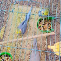 حراج تعدادی عروس هلندی همه نژاد