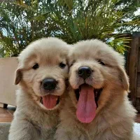 کنل تخصصی پرورش سگ گلدن رتریور