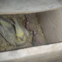 جوجه عروس هلندی