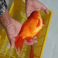 ماهی قرمز کله شیری و کوی و کپور