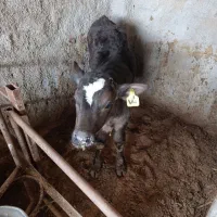 فروش گوساله نر