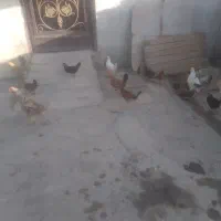 جوجه محلی