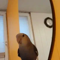 گمشده|حیوانات|تهران, مجیدیه|دیوار